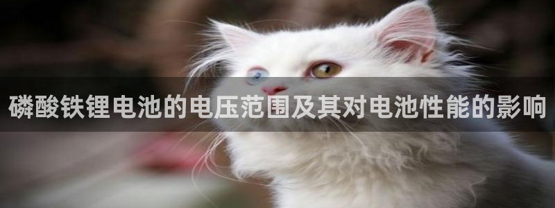 k豆钱包地址在哪看